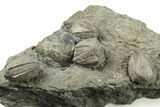 Plate of Brachiopod & Blastoid (Pentremites) Fossils - Oklahoma #270103-2